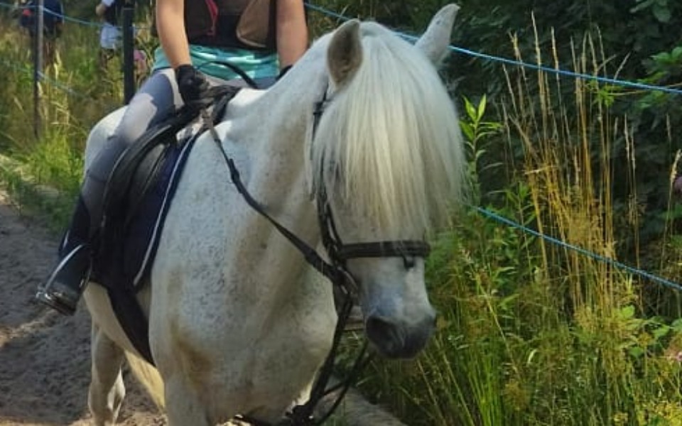 
        Zbiórka Pomoc dla Pinia - zdjęcie główne
    