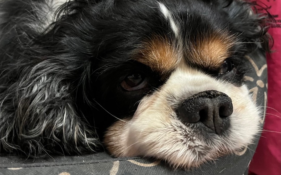 
        Zbiórka Zbiórka dla chorego Azylka - zdjęcie główne
    