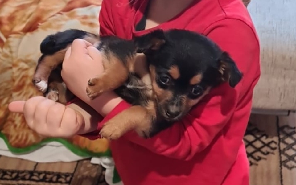 
        Zbiórka Miała bilet do schroniska - zdjęcie główne
    