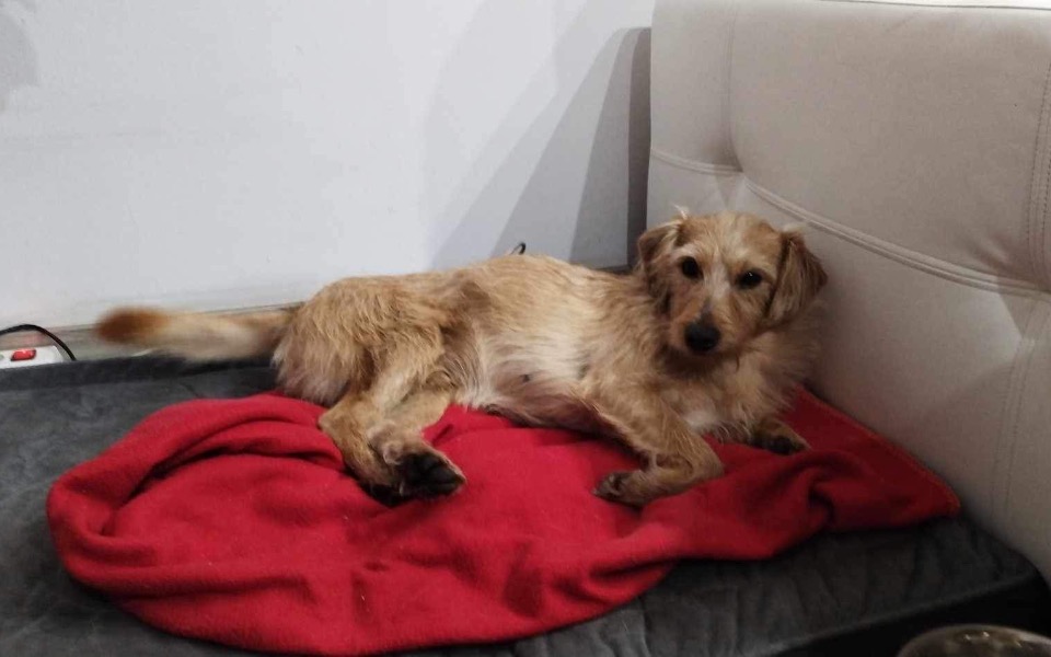 
        Zbiórka Walczymy o sprawność DŻEKIEGO - zdjęcie główne
    