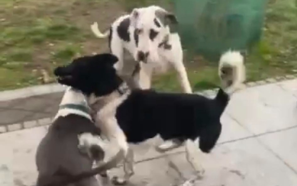 
        Zbiórka Tymczasowy dom - zdjęcie główne
    