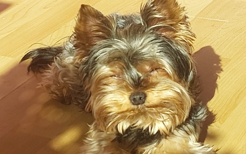 
        Zbiórka Leczenie ząbków Amorka - zdjęcie główne
    