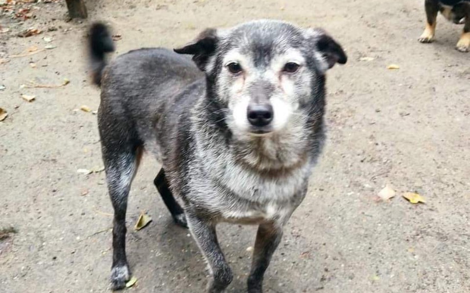 
        Zbiórka Transport na dom tymczasowy - zdjęcie główne
    