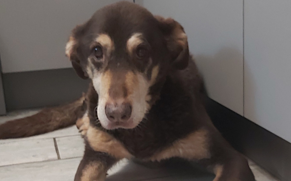 
        Zbiórka Kiermasz dla podopiecznych 4 - zdjęcie główne
    