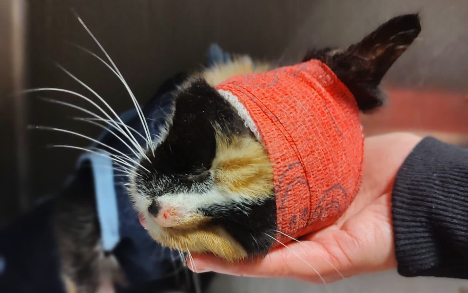 
        Zbiórka Czekała już tylko na śmierć - zdjęcie główne
    