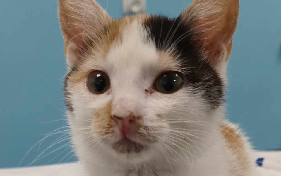 
        Zbiórka Na świąteczne jedzenie dla kotów - zdjęcie główne
    