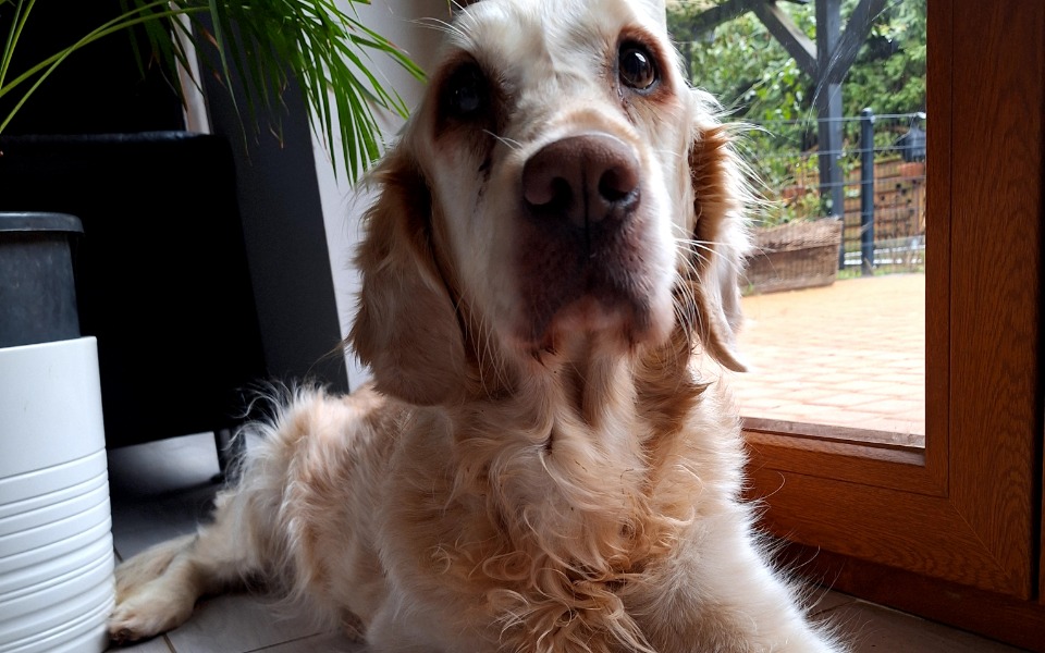 
        Zbiórka Złote serce pragnie żyć - zdjęcie główne
    