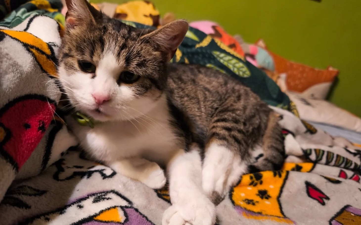 
        Kot leżący na kolorowych kocach, wyglądający na zrelaksowanego.
    