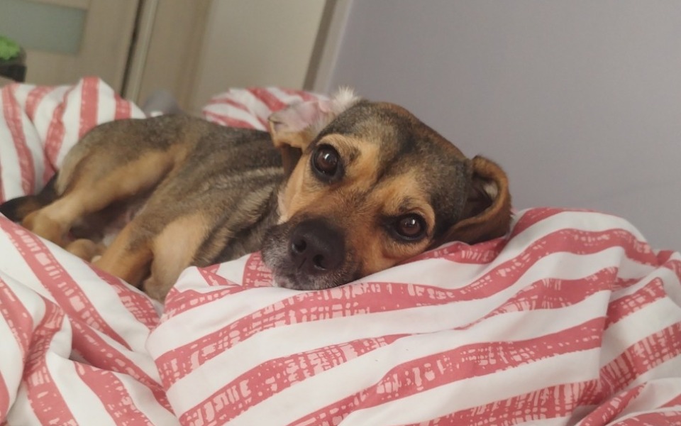 
        Zbiórka Przyjaciel Diduś - zdjęcie główne
    