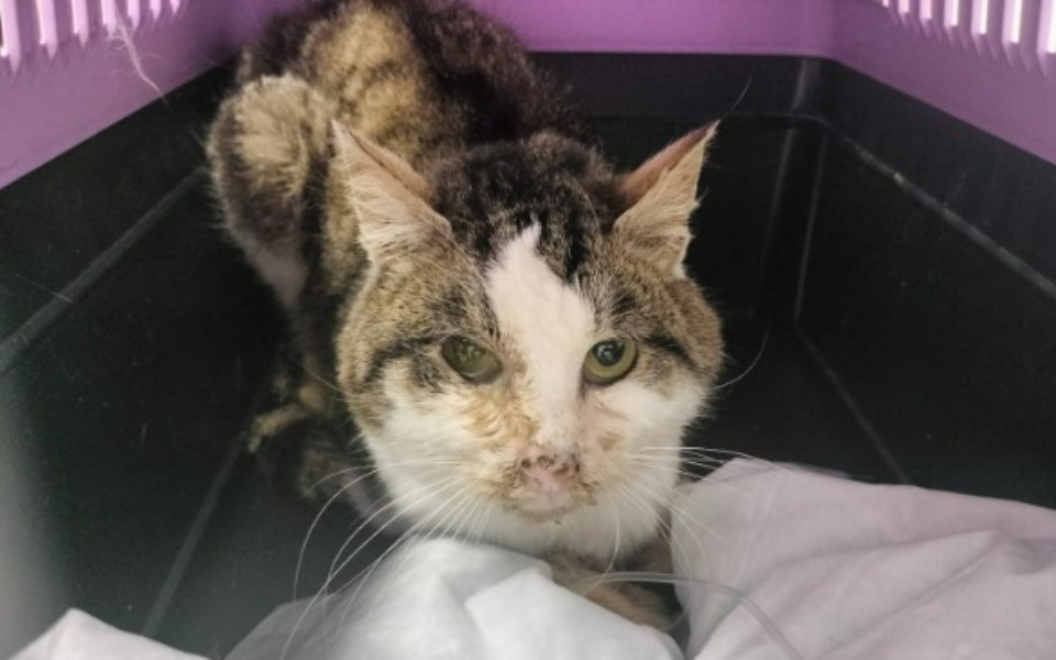 
        Zbiórka Proszę zabrać - umiera w budce.. - zdjęcie główne
    