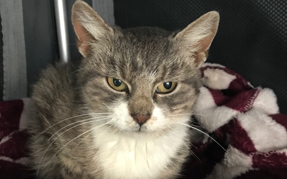 
        Zbiórka Dla moich podopiecznych - zdjęcie główne
    