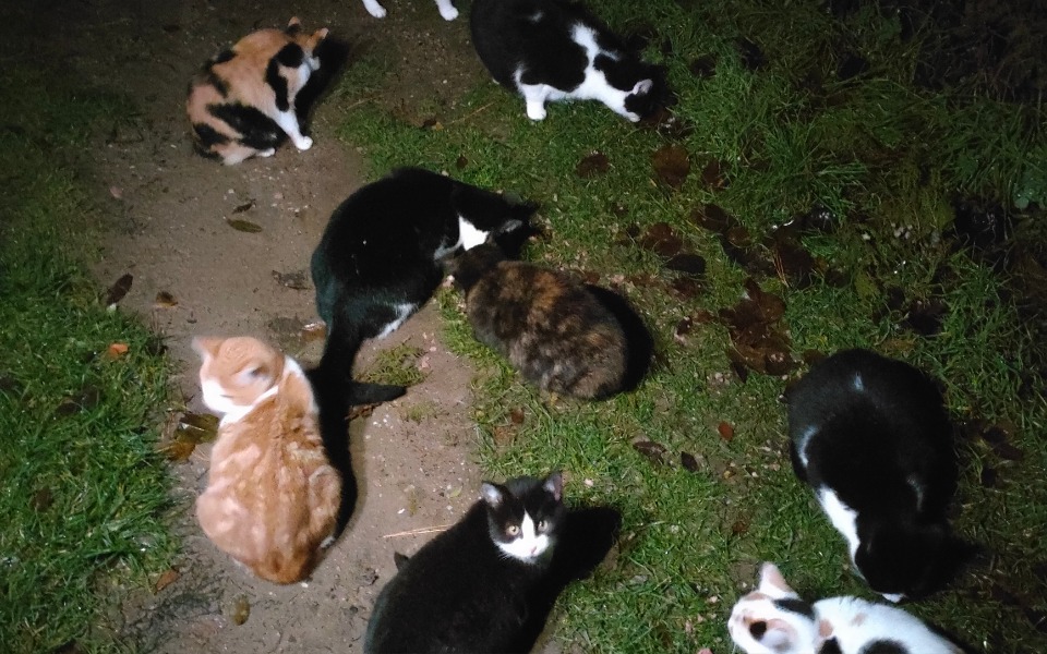 
        Zbiórka Pomoc bezdomnym kotom2 - zdjęcie główne
    