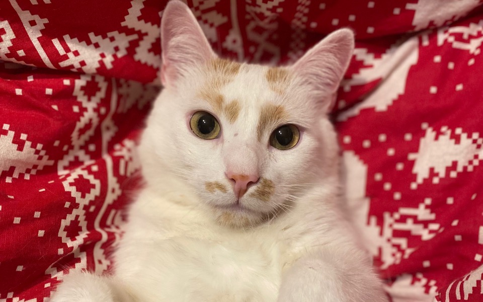 
        Zbiórka Uratujmy Milusia - zdjęcie główne
    