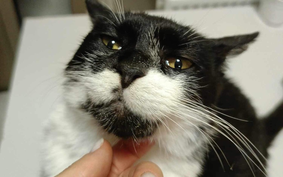 
        Zbiórka Na zabiegi Lili - zdjęcie główne
    