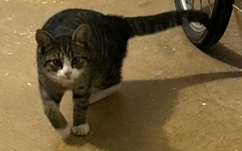 
        Zbiórka Porzucony na osiedlu. - zdjęcie główne
    