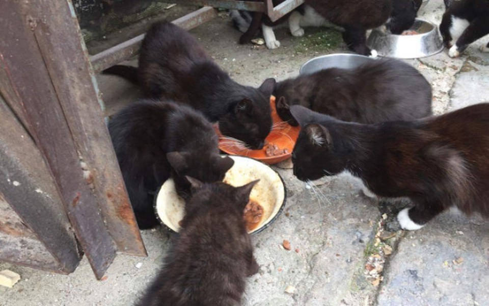 
        Zbiórka Zbiórka dla bezdomnych kotów - zdjęcie główne
    