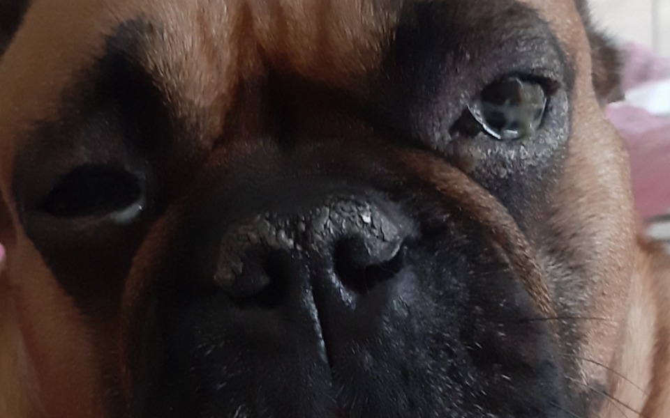 
        Zbiórka Operacja na leczenie zaćmy u psa - zdjęcie główne
    