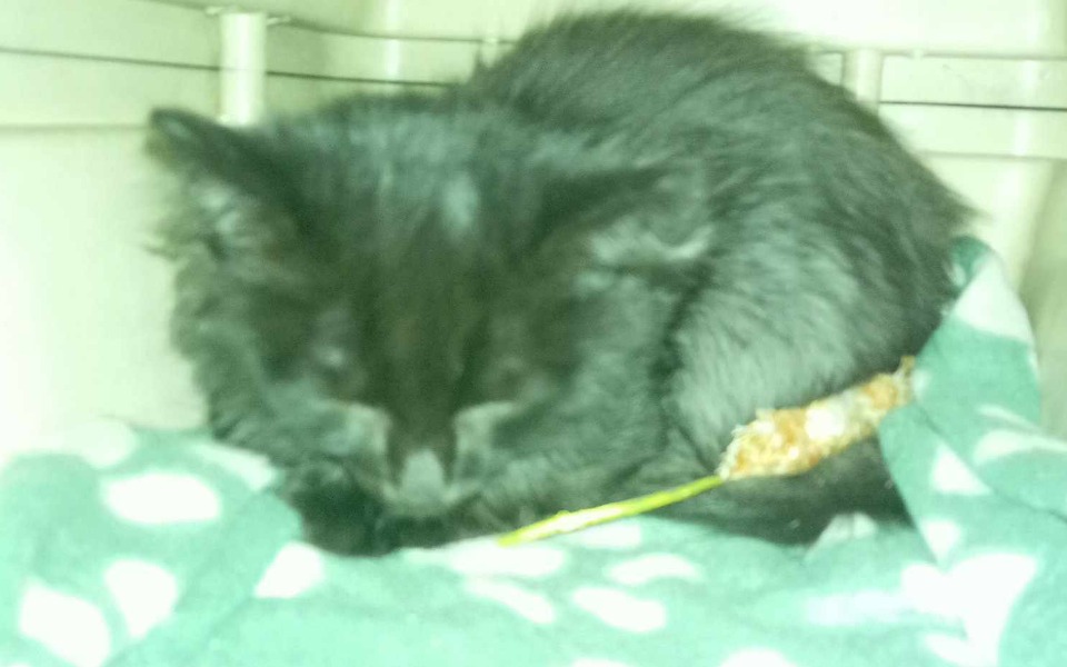 
        Zbiórka Pomóż Atari wrócić do zdrowia - zdjęcie główne
    