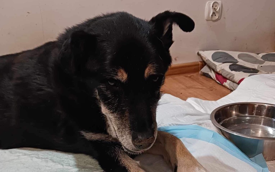 
        Zbiórka Na leki i opiekę weterynaryjną - zdjęcie główne
    