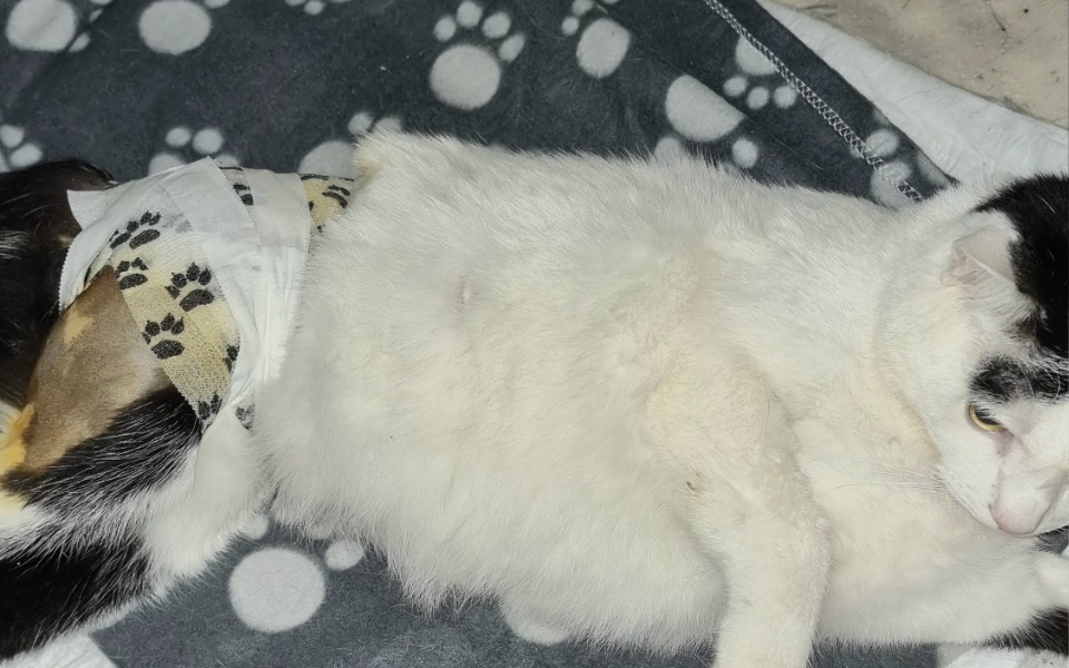 
        Zbiórka Zulu prosi o pomoc - zdjęcie główne
    