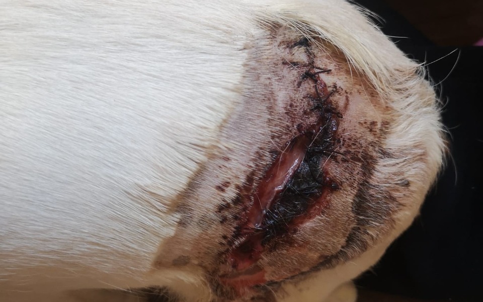 
        Zbiórka Pogryzienie,martwica, plastyka - zdjęcie główne
    