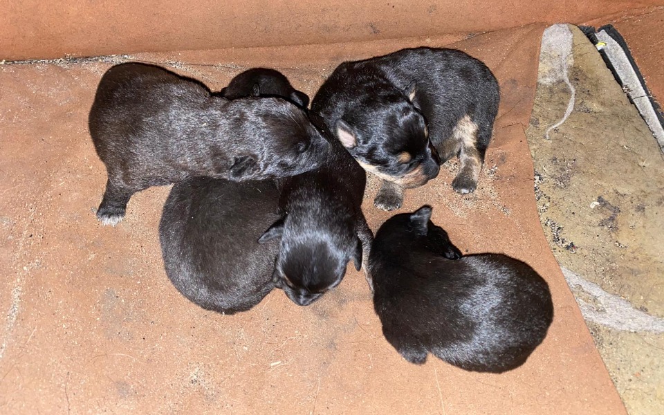 Zbiórka Chlewnia, szczury i one - zdjęcie główne