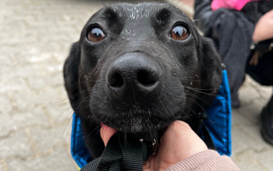 Zbiórka Wesprzyj PIOZ - zdjęcie główne