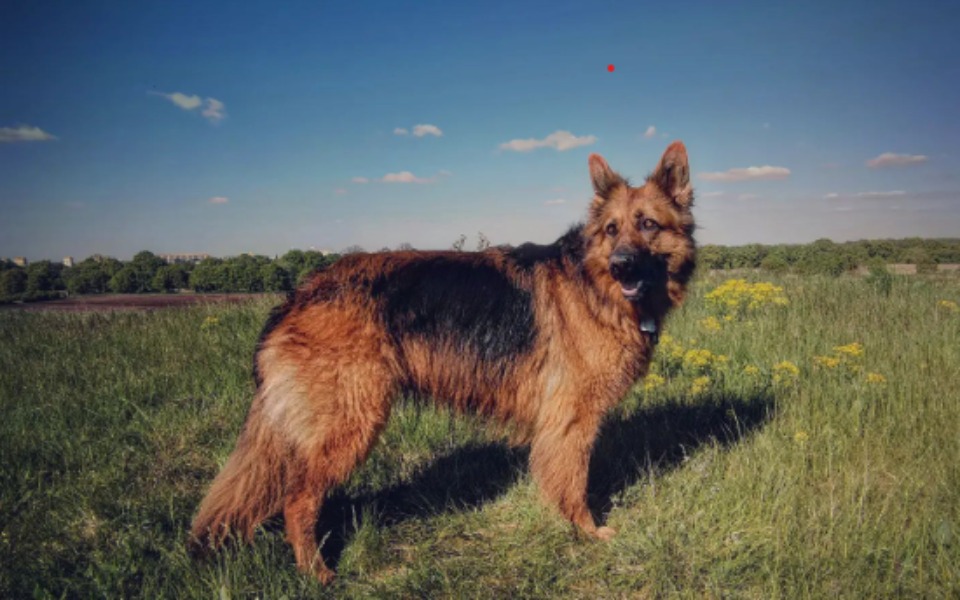 
        Zbiórka Na leczenie Buki - zdjęcie główne
    