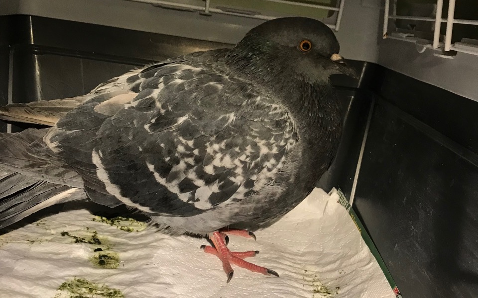 
        Zbiórka Weterynarz dla Xero - zdjęcie główne
    