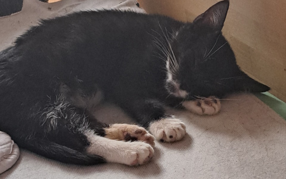 
        Zbiórka Ratowanie życia Loli - zdjęcie główne
    