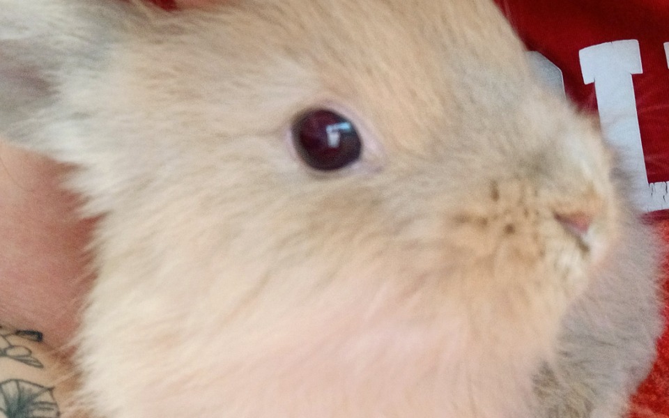 
        Zbiórka Operacja Pysi - zdjęcie główne
    