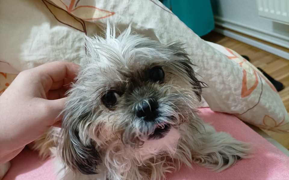 
        Zbiórka Zbiórka na rzecz leczenia psa. - zdjęcie główne
    