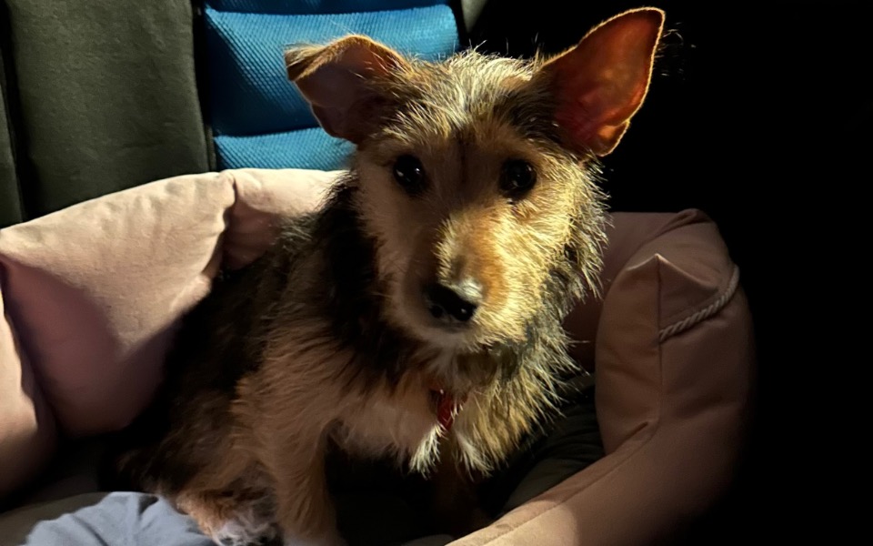 Zbiórka Operacjie i leczenie - zdjęcie główne