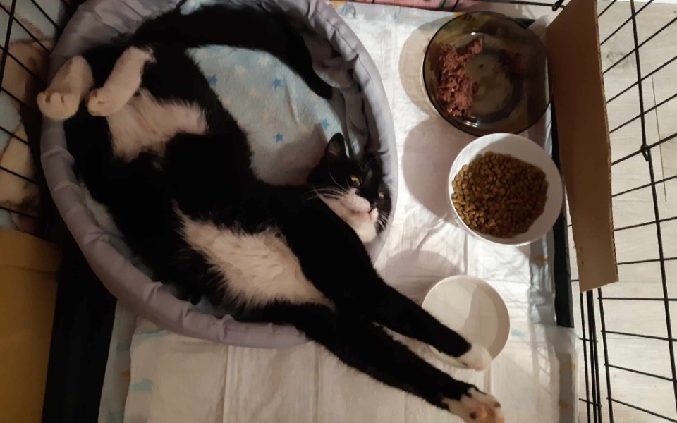 
        Zbiórka Mikołaj - amputacja łapki - zdjęcie główne
    