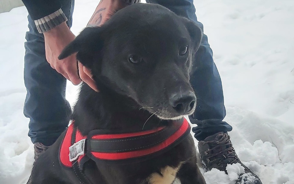 
        Zbiórka Transport psów zza krat do domów - zdjęcie główne
    