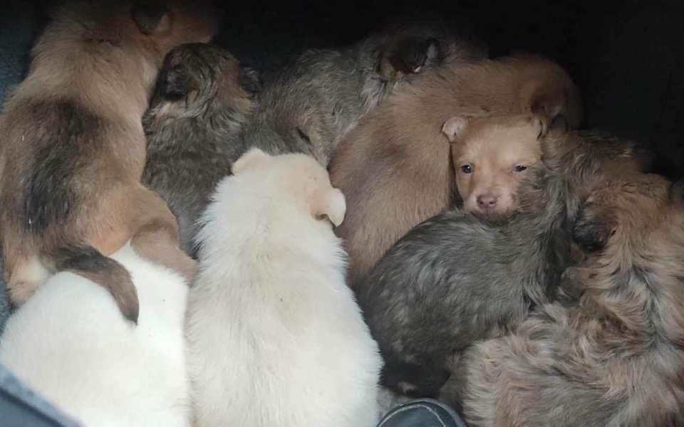 
        Zbiórka Dla nich świąteczny cud - zdjęcie główne
    