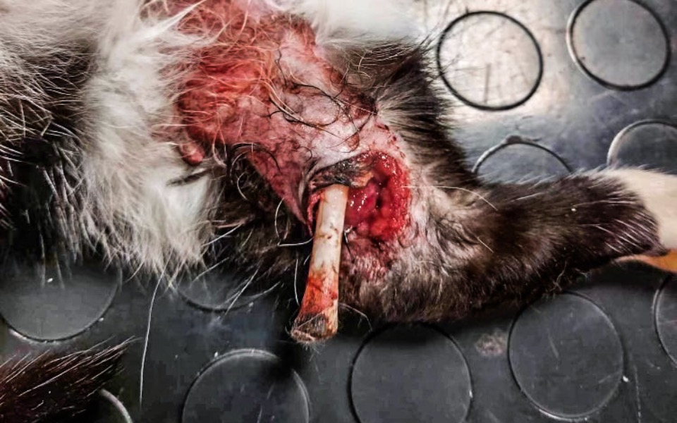 Zbiórka Złamana kość przebiła mu ciało - zdjęcie główne