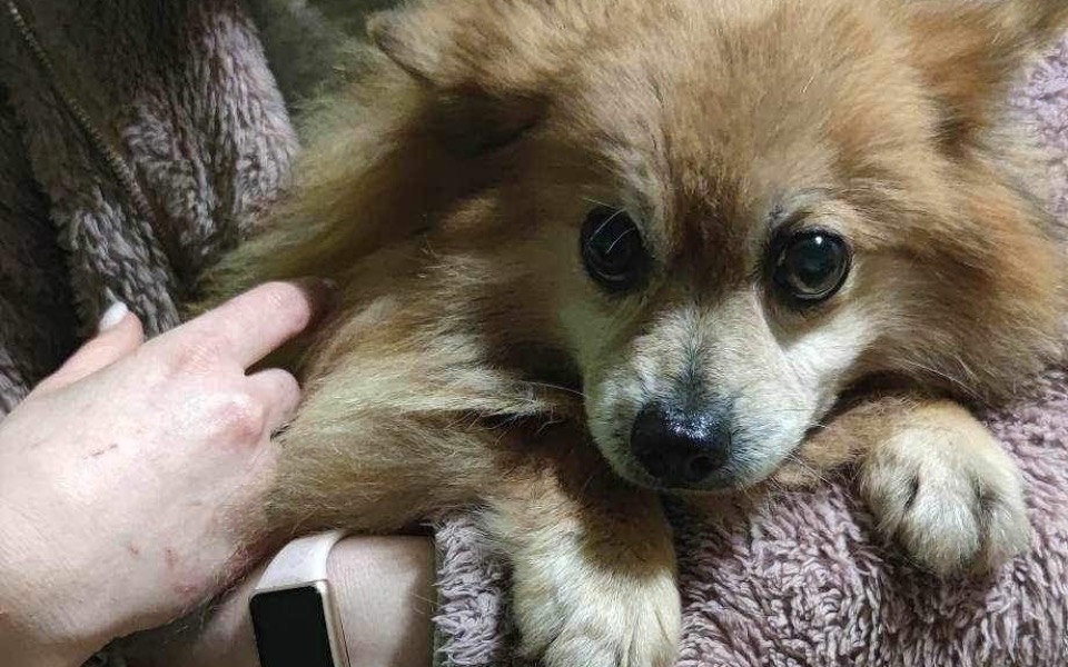 
        Zbiórka Wojtyszkowa Karmel walczy o zyci - zdjęcie główne
    