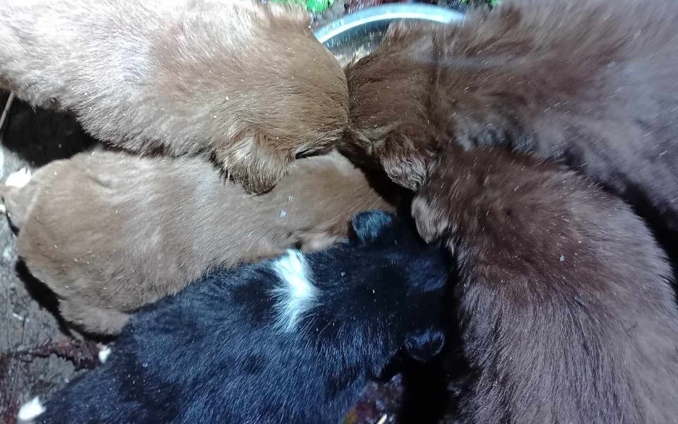 
        Zbiórka Podziel się posiłkiem z maluszki - zdjęcie główne
    