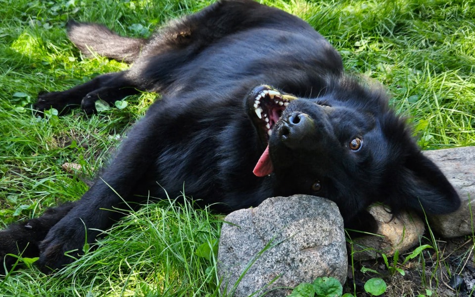 
        Zbiórka Operacje dla Aresa - zdjęcie główne
    