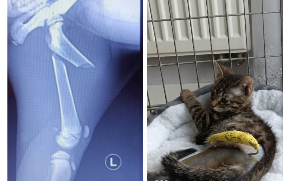 
        Zbiórka Operacja złamania tylniej łapy - zdjęcie główne
    