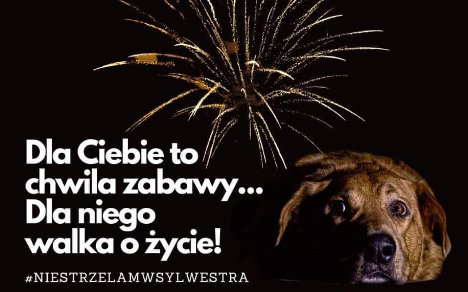 
        Zbiórka W sylwestra nakarm bezdomniaka - zdjęcie główne
    