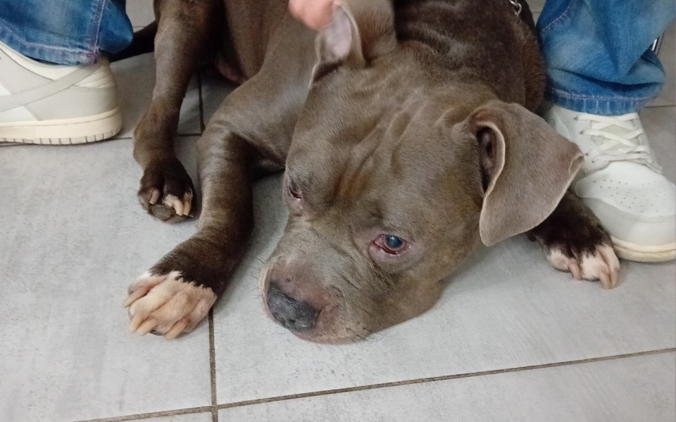 
        Zbiórka Operacja Baciulka - zdjęcie główne
    