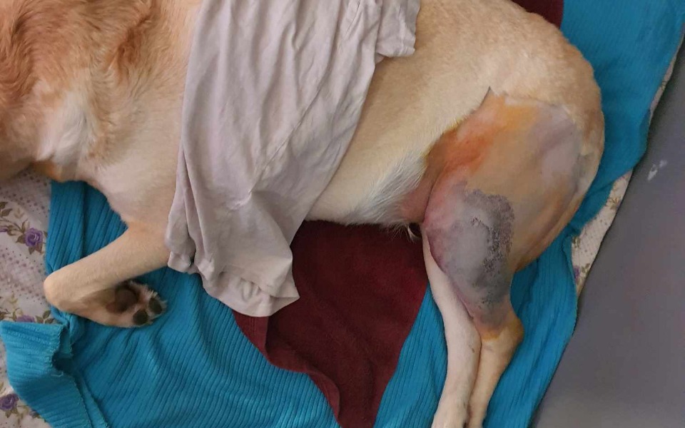 
        Zbiórka Operacja więzadła - zdjęcie główne
    