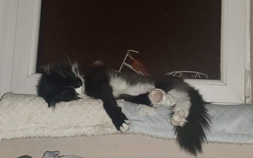 
        Zbiórka Ratunek dla Puszka - zdjęcie główne
    