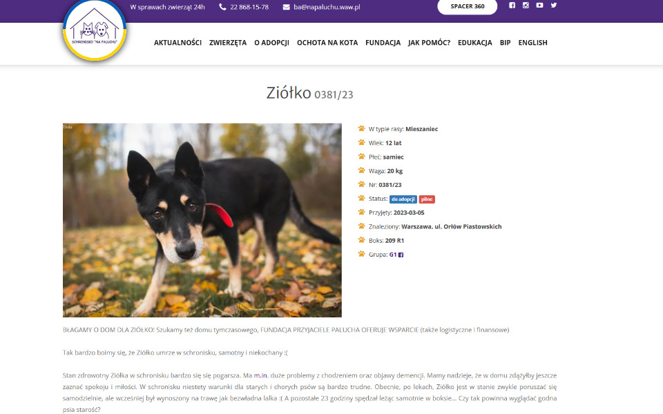 
        Pies w parku, szukający nowego domu, z radosnym wyrazem twarzy.
    