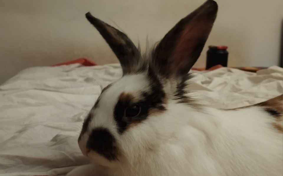 
        Zbiórka Zbiórka na kastrację królików - zdjęcie główne
    