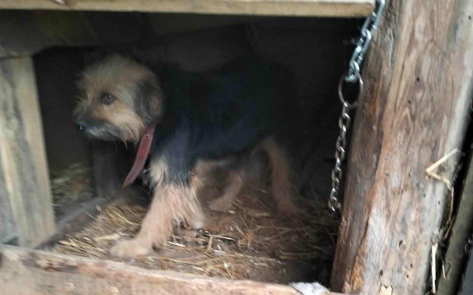 
        Zbiórka Chilli sunia z łańcucha - zdjęcie główne
    