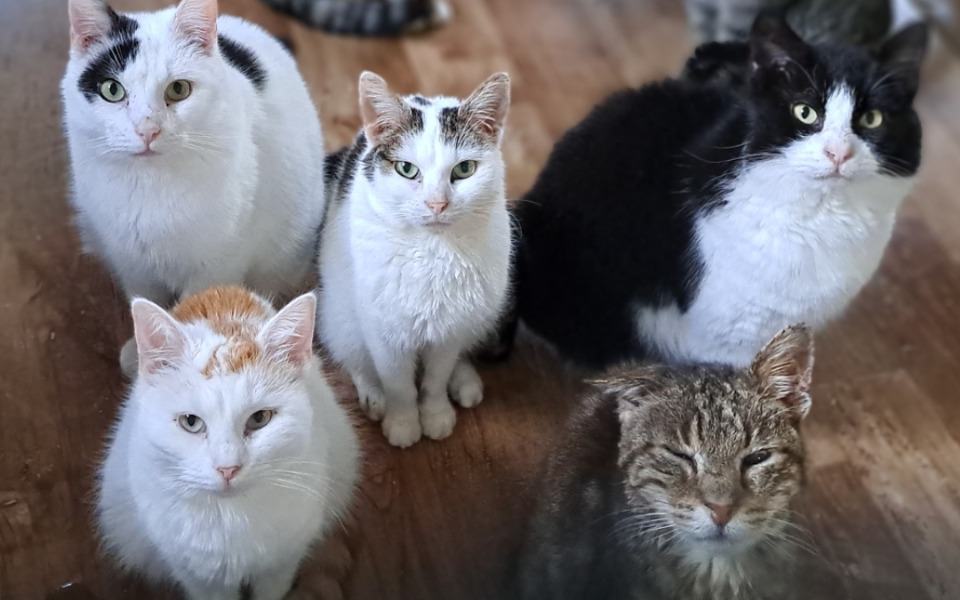 
        Zbiórka Na ciepełko dla koteczków - zdjęcie główne
    