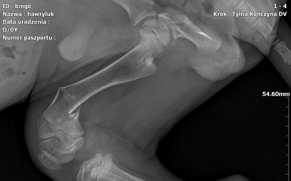 
        Zbiórka Operacja łapki Binga - zdjęcie główne
    